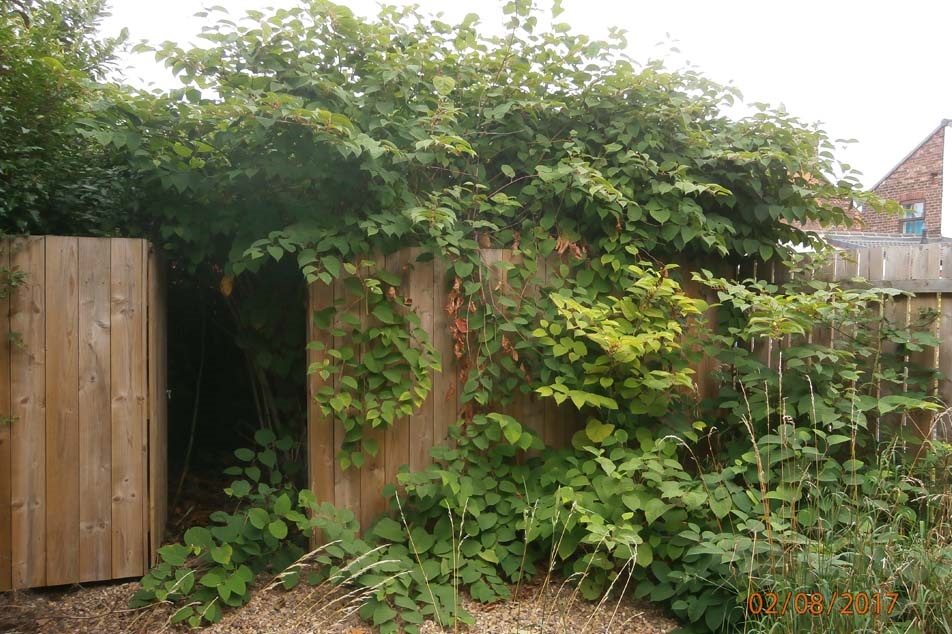 Japanese Knotweed - affecting neighbours - PCA